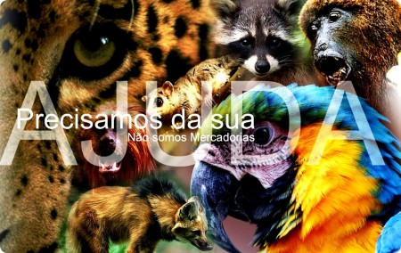 Como e onde denunciar?