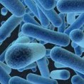 Bifidobacterium longum 