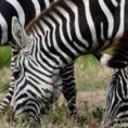As zebras são brancas de listras pretas ou pretas de listras brancas?